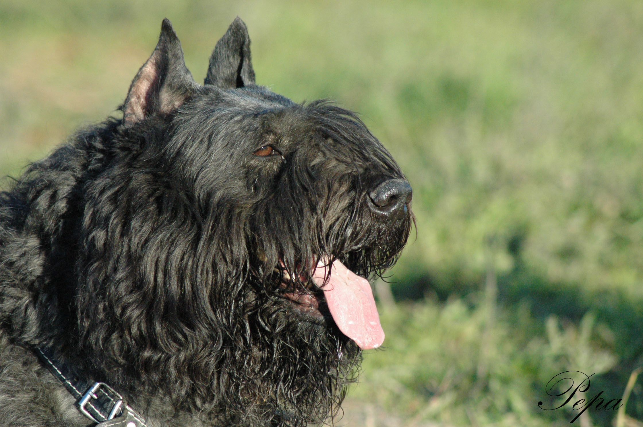 CACHORROS DE BOUVIER DE FLANDES - 2
